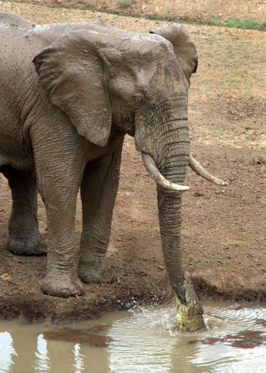 Gerente flagra crocodilo mordendo tromba de elefante na África
