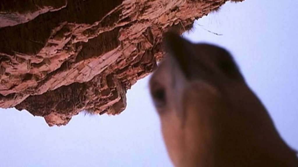 Águia rouba câmera de vídeo na Austrália e registra até autorretrato; veja vídeo