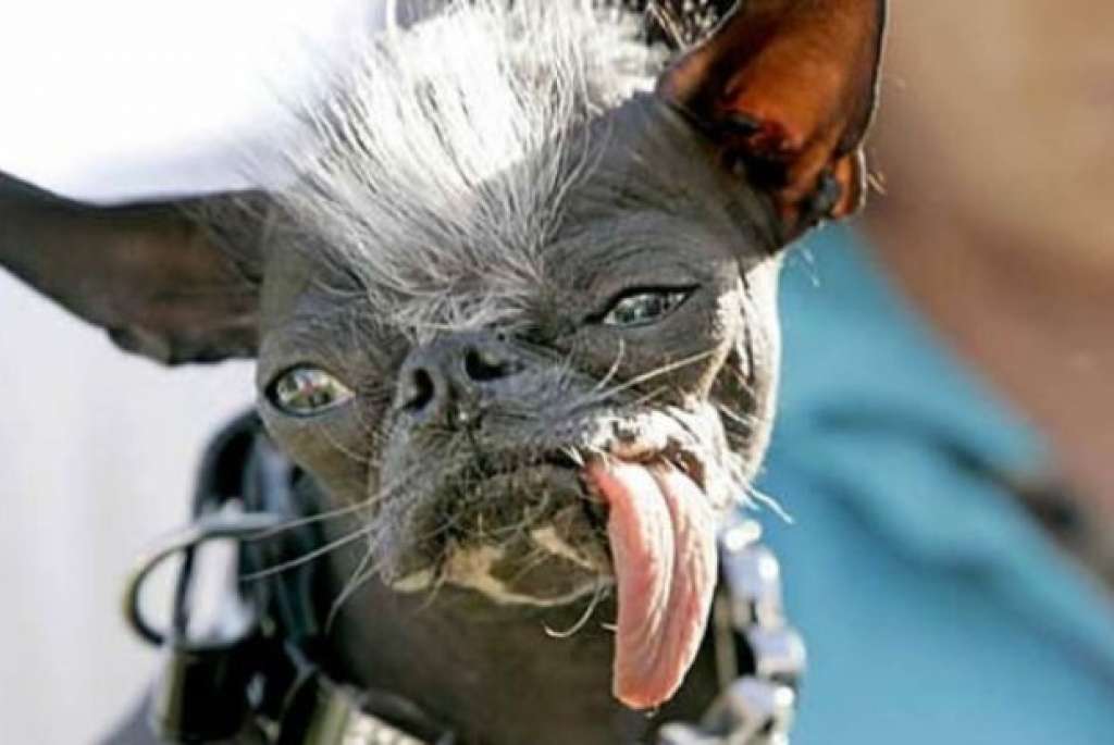 Ícone de concurso, cachorro mais feio do mundo morre nos EUA