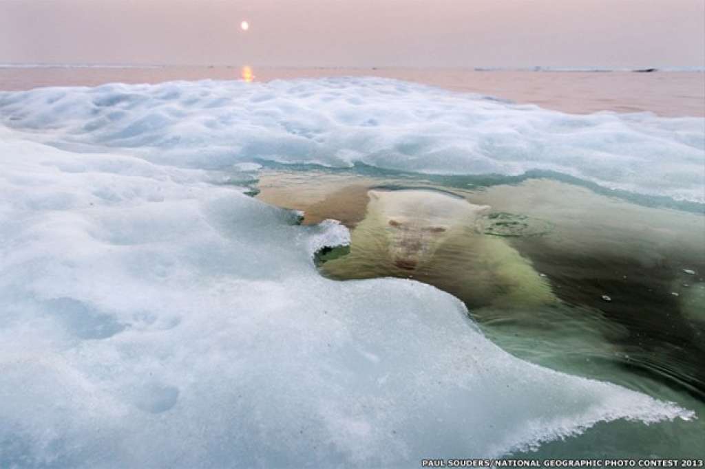 Imagem de urso polar emergindo de mar congelado na Baía de Hudson, Canadá, venceu o prêmio principal
