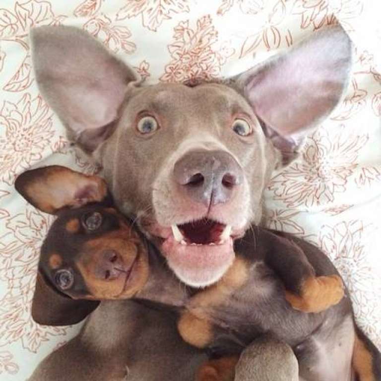 Cães amigos posam para fotos superfofas e colecionam fãs na web