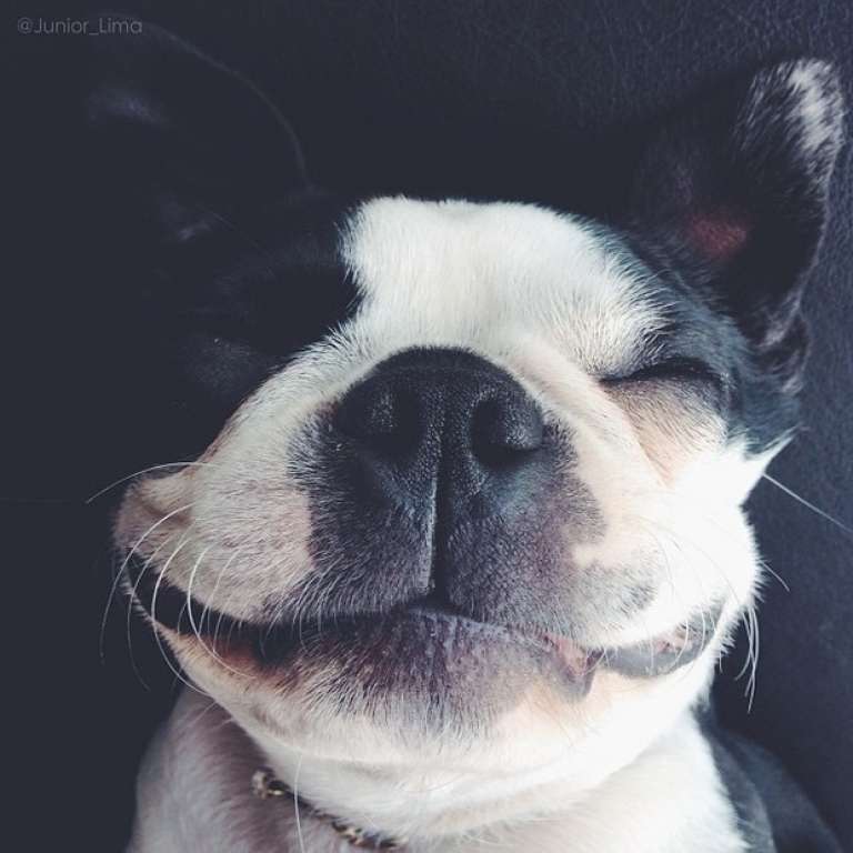 Junior Lima faz brincadeira com foto de cadela ‘sorrindo’: ‘Vou ser tio’