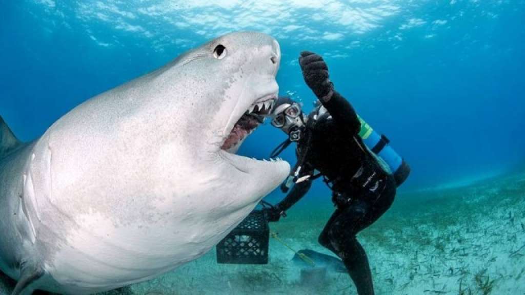 Tubarões são alimentados à mão por mergulhador nas Bahamas