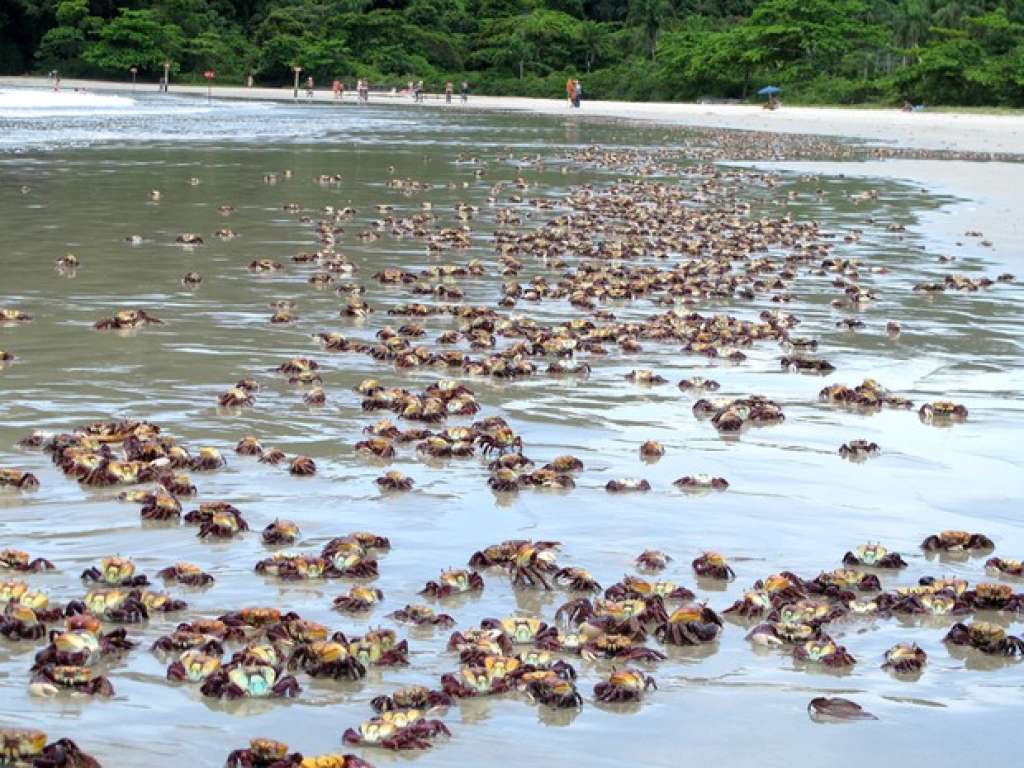 Após 365 dias, caranguejos retornam e voltam a invadir praia em Bertioga