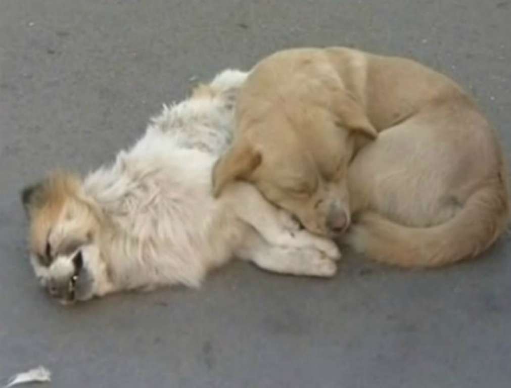 Cão comove pedestres ao enfrentar -13ºC para proteger “amigo”