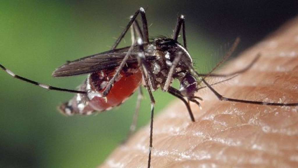 Ministério da Saúde emite informe sobre a Chikungunya, doença parecida com a dengue