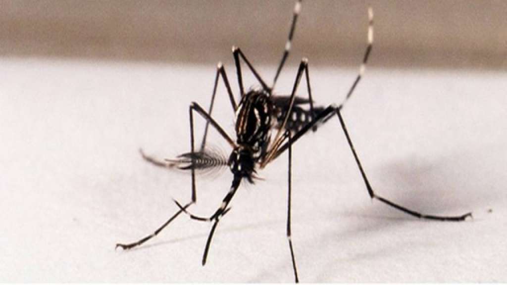 “Muita gente tem dengue e não sabe”, explica especialista