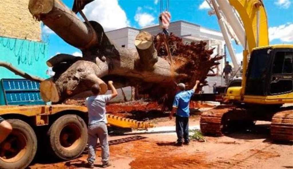 Professora pede R$ 10 mil de empréstimo para salvar árvore