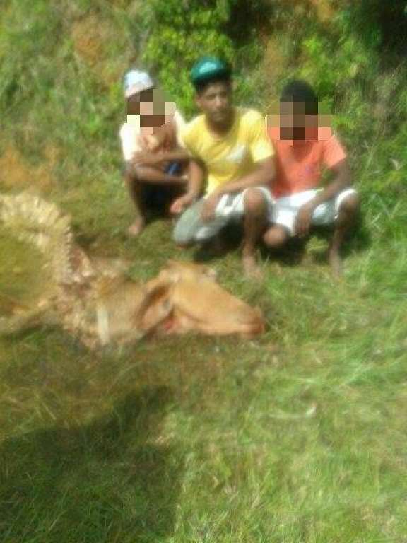 Jovem e dois menores são capturados e acusados de furtar e abater vaca em Simões Filho