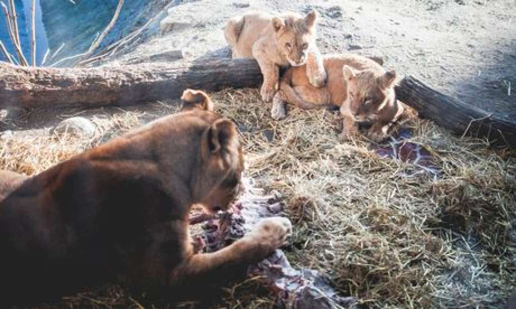 Depois de sacrificar girafa na frente de crianças, zoológico dinamarquês mata família de leões