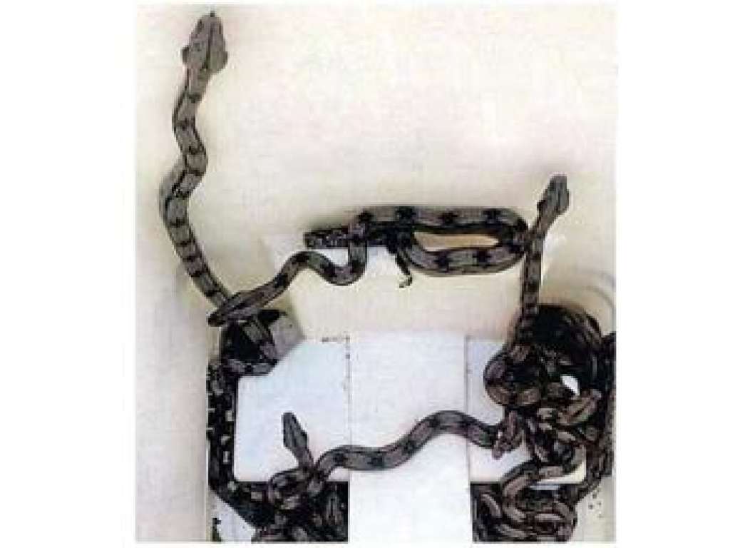 Filhotes de cobra assustam em hospital da rede estadual
