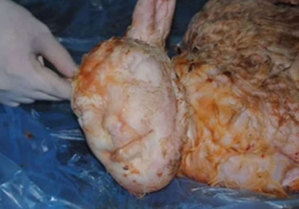 Ovelha nasce com rosto humano na Turquia
