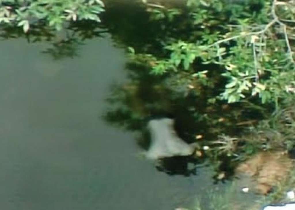 Corpo é encontrado boiando em lagoa da Avenida Paralela