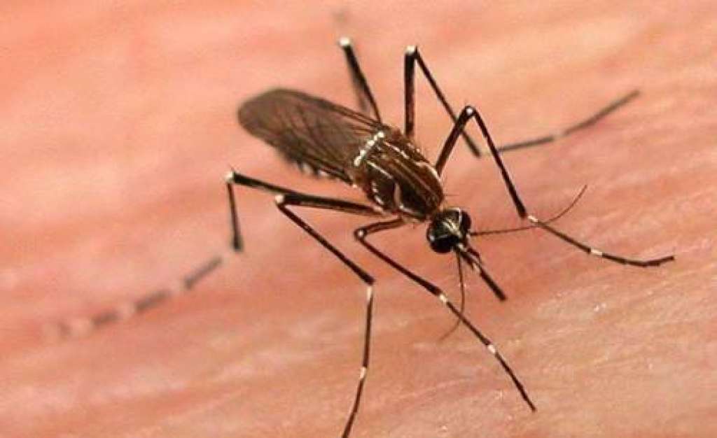 Nova vacina contra a dengue reduz em 95% os casos graves da doença