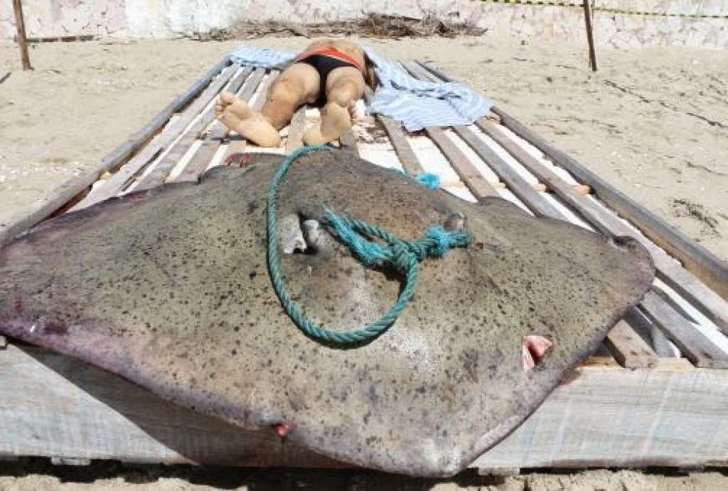 Pescador morre após peixe gigante o arrastar para o fundo do mar