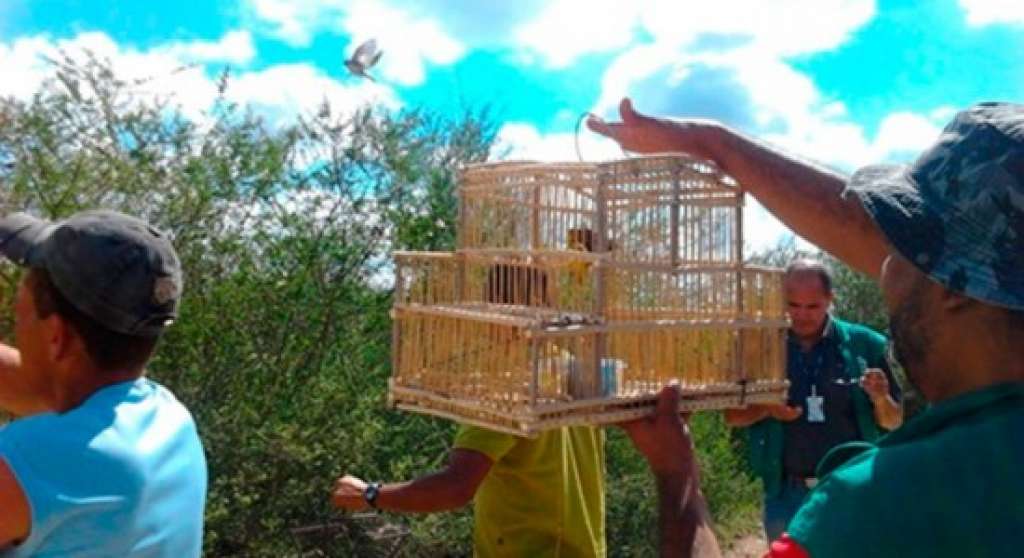 Dias D’Ávila: 70 pessoas são presas em torneio ilegal com pássaros