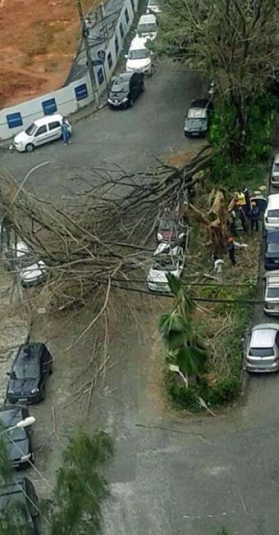 Árvores caem em Salvador e danificam carros e fiação elétrica