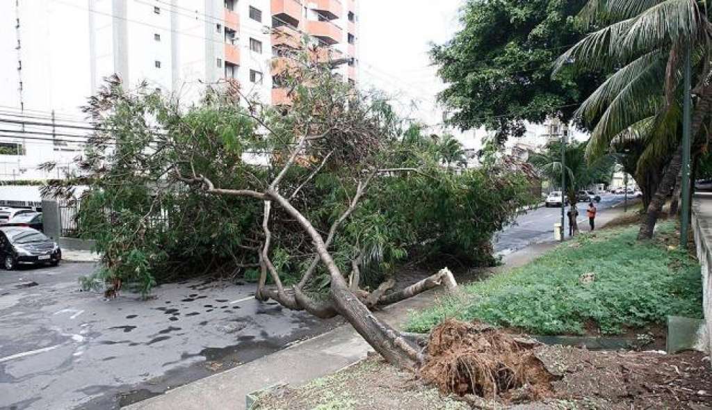 Árvore cai e interdita rua em Salvador