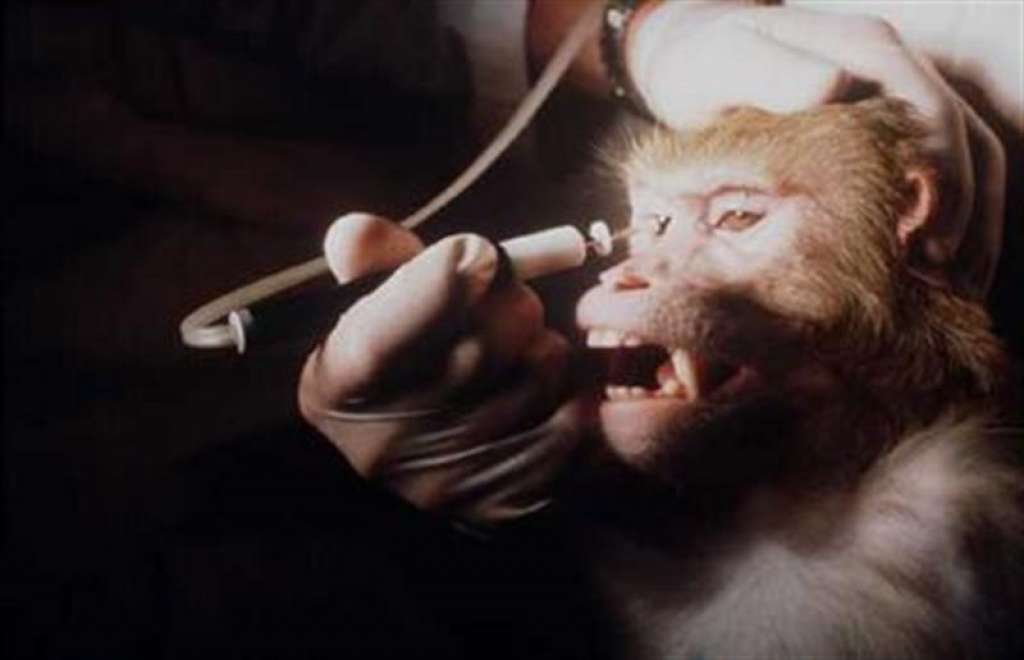 Câmara Federal aprova fim do teste com animais para fabricação de cosméticos