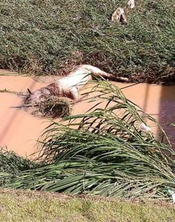 Cavalo morto é encontrado boiando no Rio Camaçari