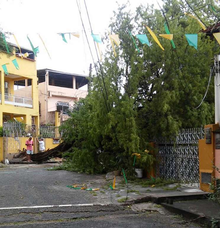 Vento forte arranca árvores e causa estragos em Salvador