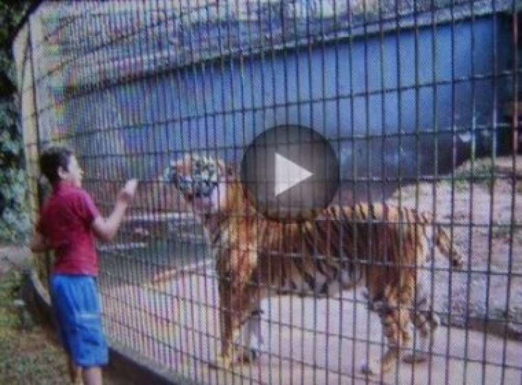 Menino atacado por tigre tem alta médica