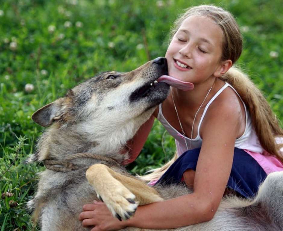 Família cria lobos como animais de estimação