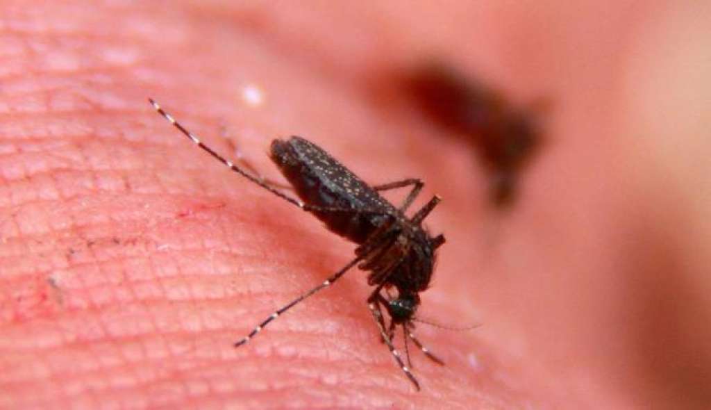 Transmitida pelo mesmo mosquito da dengue, Chikungunya assusta o país em 2014