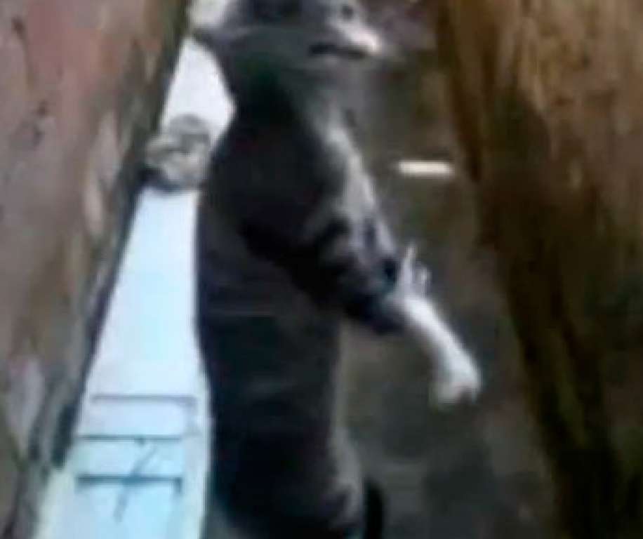 Adolescente espanca gato até a morte e filma cena