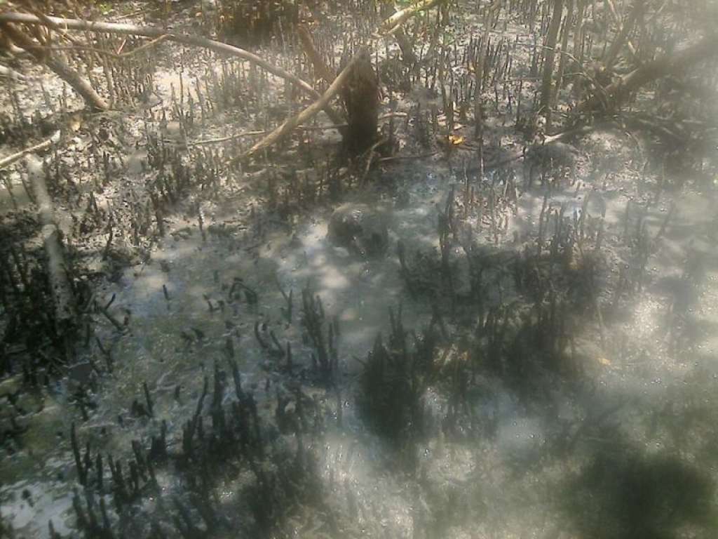 Corpos em decomposição são encontrados dentro de manguezal