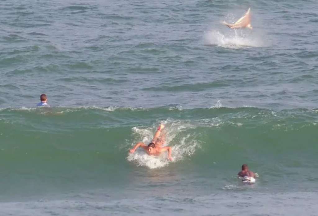 Especialista descarta risco de ataque de tubarão após flagra em Itapuã; assista