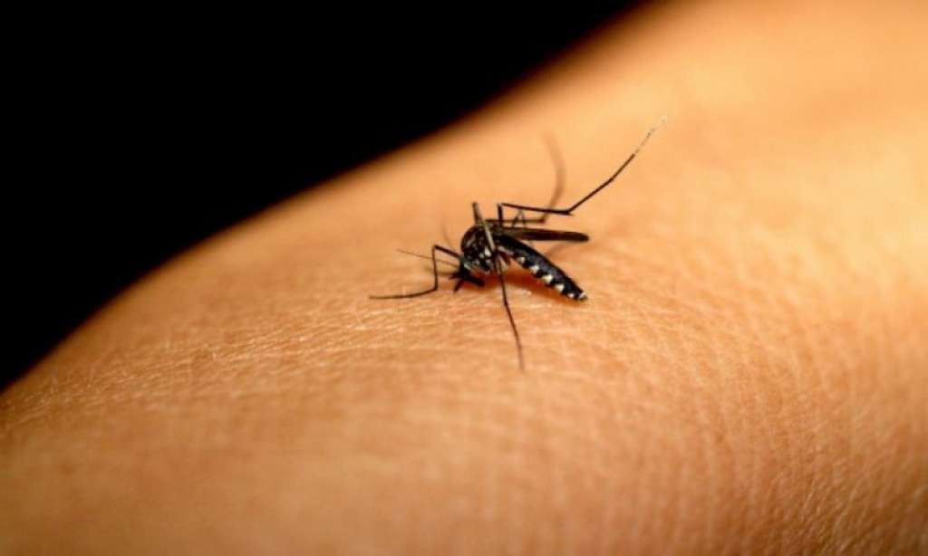 Chikungunya : casos confirmados em Feira saltam para 563