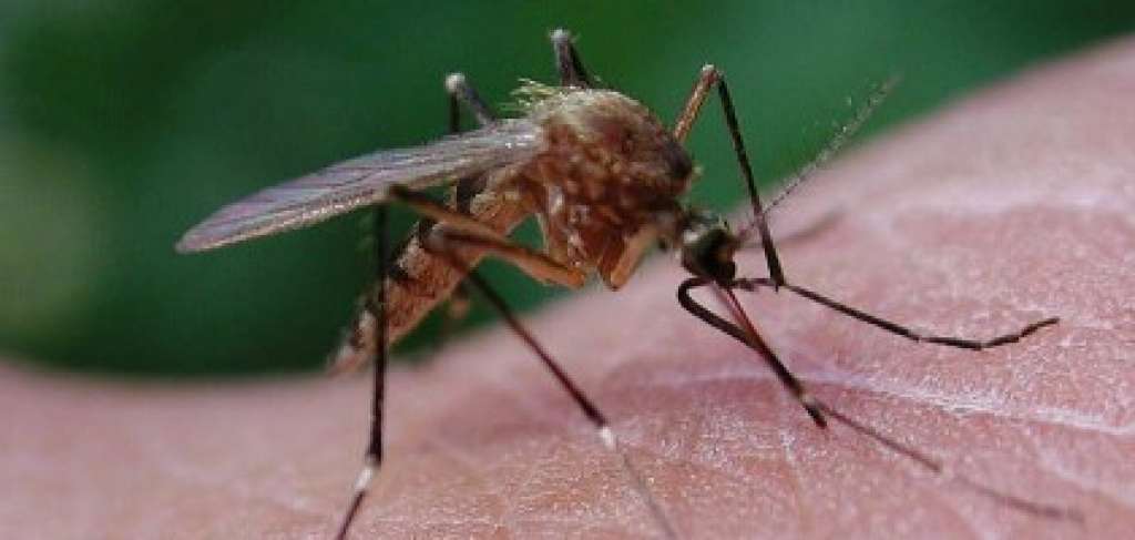 Bahia tem dois casos de outra doença provocada pelo Zika vírus