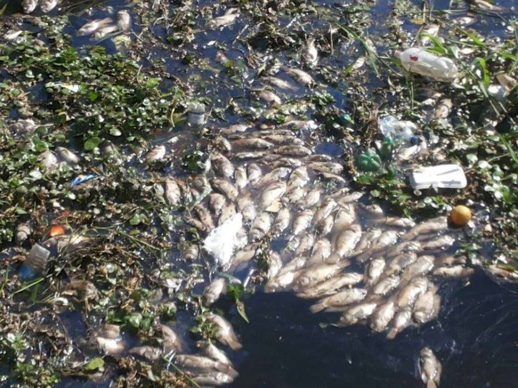 Lauro de Freitas: peixes mortos boiam há cerca de três dias no rio Sapato