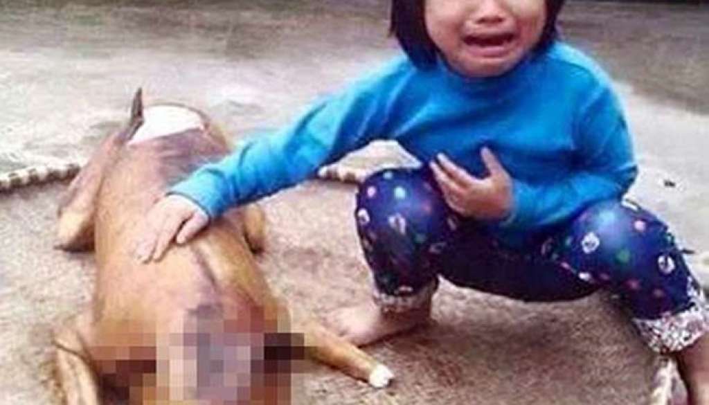 Criança de 5 anos fica em estado de choque ao encontrar cachorro de estimação assado em mercado