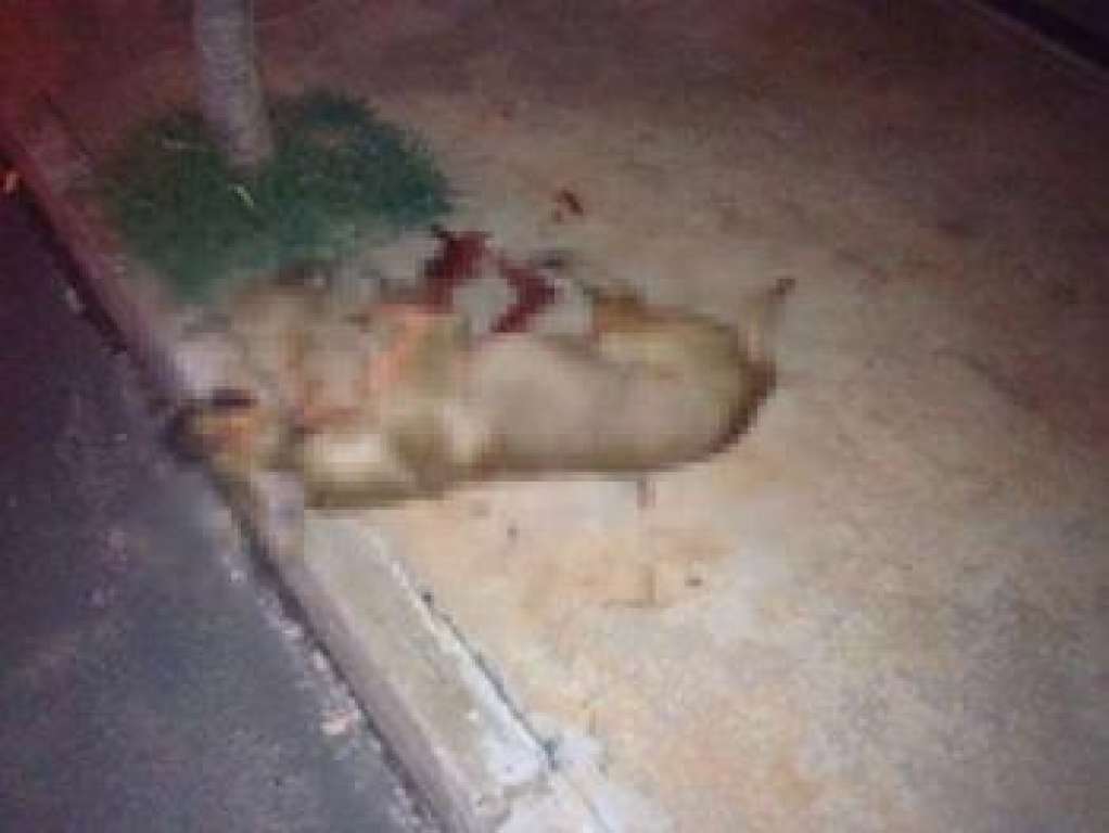 Mulher mata cão vira-lata a facadas após animal cruzar com cadela de raça da família