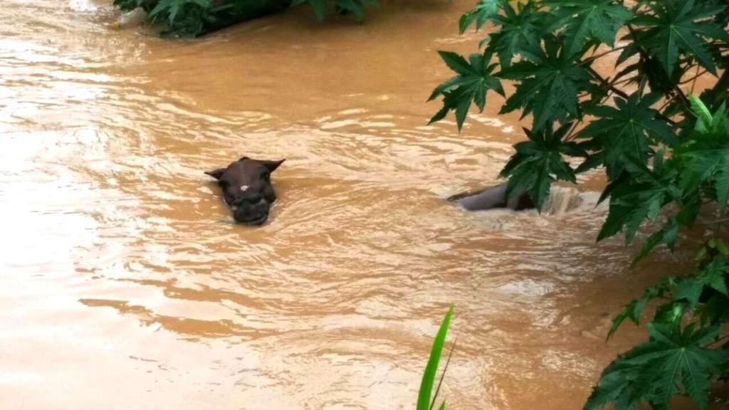 Chuvas: homem salva cavalo preso dentro do Rio Camaçari. VEJA VÍDEO