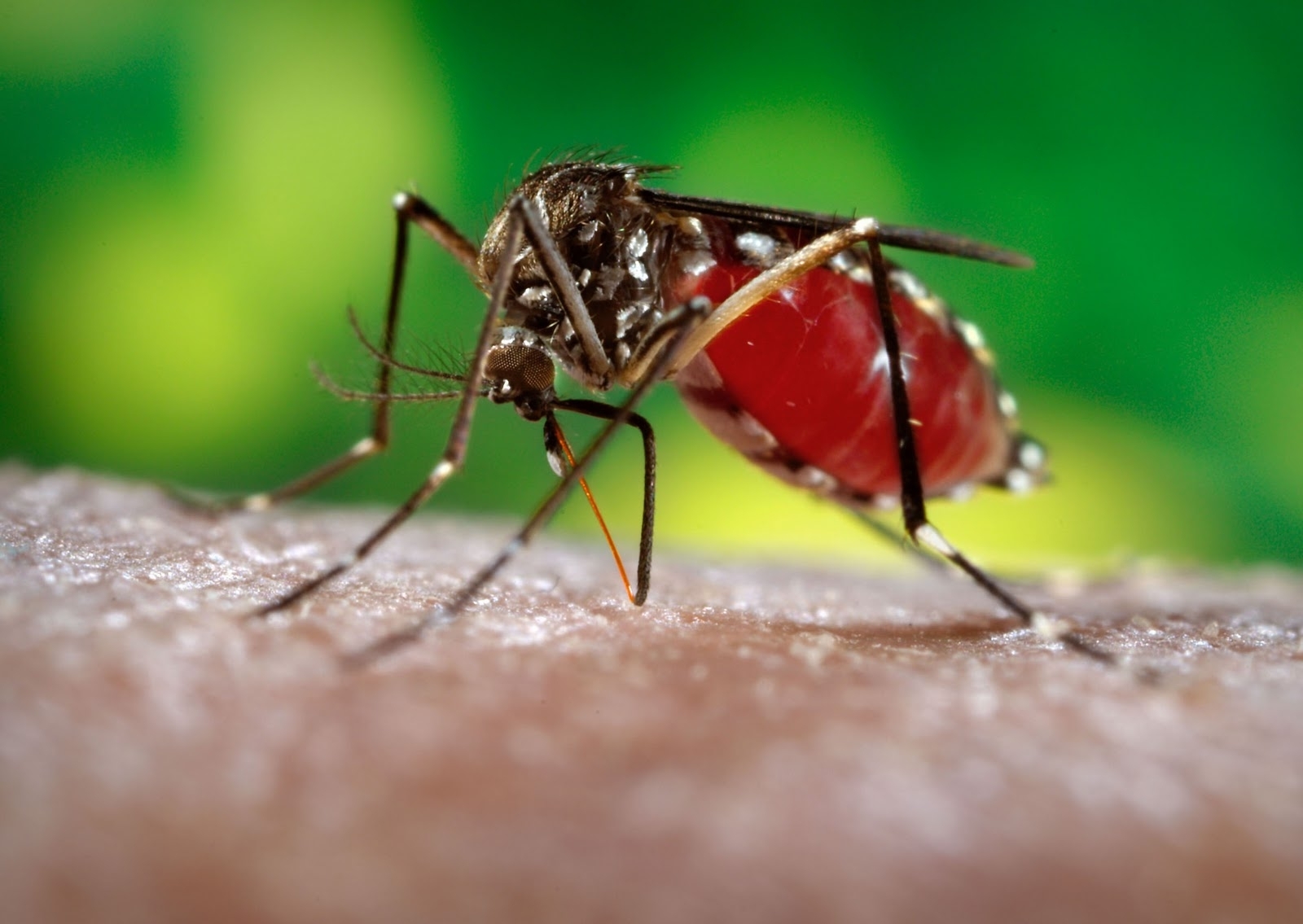 Ações de combate ao Aedes aegypti começam neste sábado