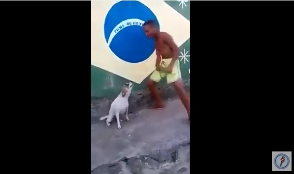 Vídeo de cachorro pagodeiro na Bahia vira febre na internet