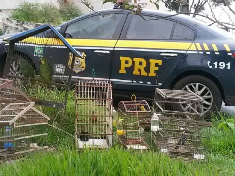 PRF resgata 16 animais silvestres em Candeias