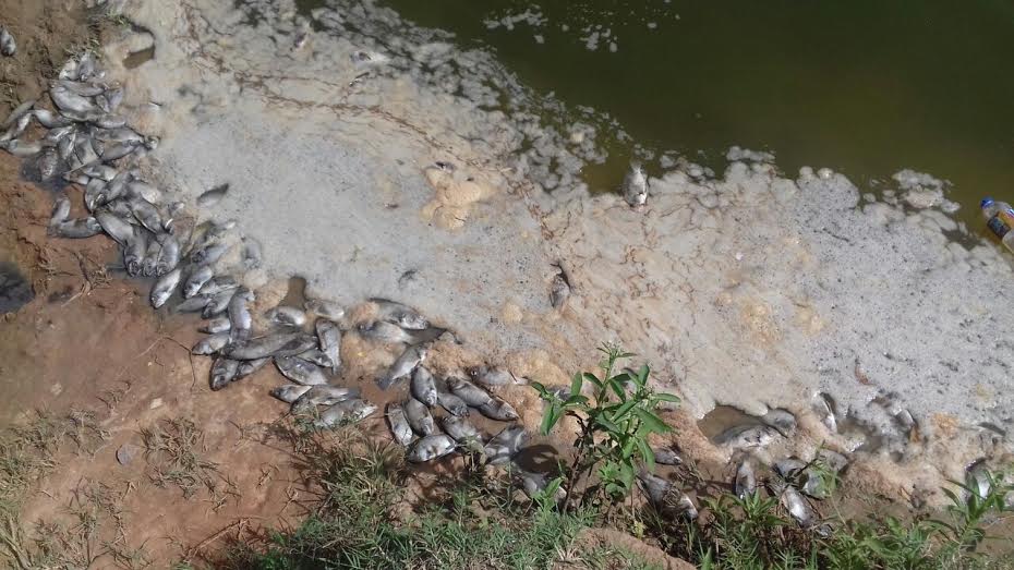 Peixes mortos e fedentina na Lagoa CCC; Secretaria de Meio Ambiente aciona Inema