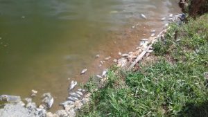 Muitos peixes aparecem mortos à beira da lagoa