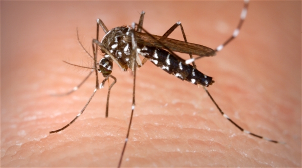 Morre mulher diagnosticada com  chikungunya em Itabuna