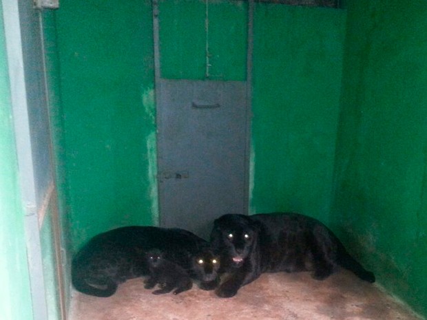 Nasce 2º filhote de onça preta no Zoológico de Salvador