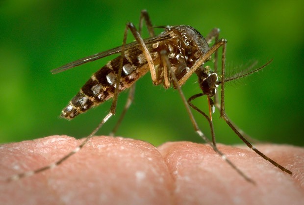 Mais de 1,1 mil cidades estão em alerta para zika, dengue e chikungunya