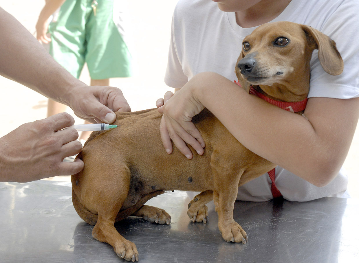 Simões Filho tem vacinação para cães e gatos na terça e quarta-feira