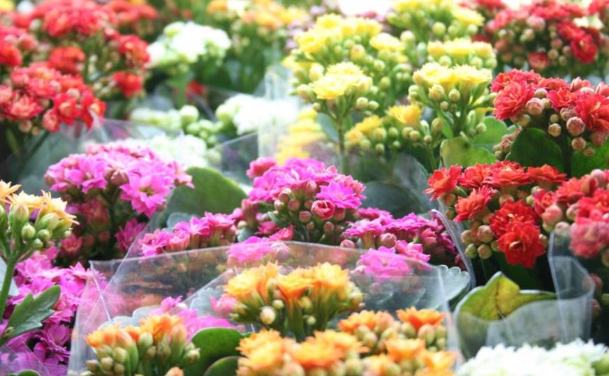 Festival das Flores de Holambra chega a Lauro de Freitas