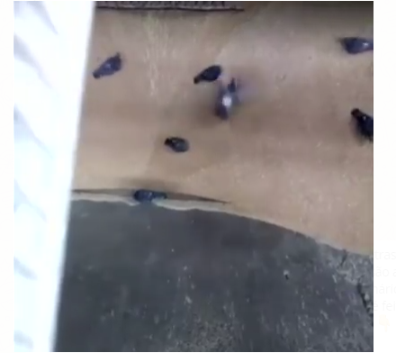 Vídeo de Pombos triturados não foi filmado em fábrica da Ambev