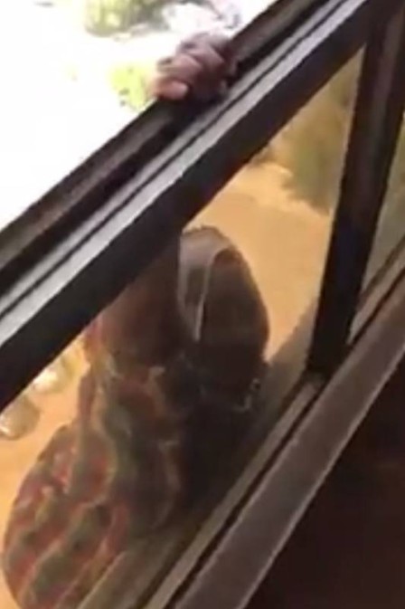 Vídeo: Mulher é presa ao filmar empregada caindo de janela e não prestar socorro