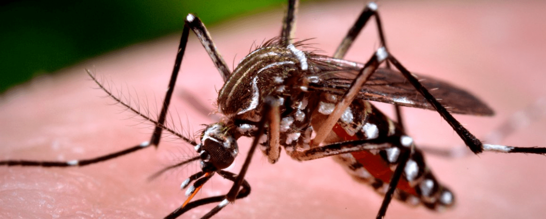 Chikungunya: em quatro meses, mais de 500 casos são confirmados no sul do estado